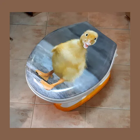WC daska univerzalna – Duck