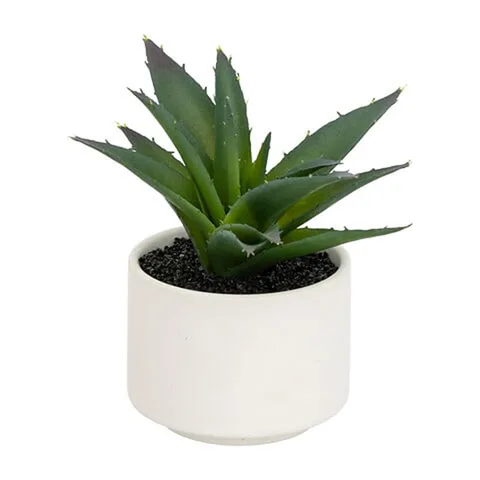 Atmosphera cveće u saksiji, 13,5cm